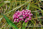 Asclepias incarnata